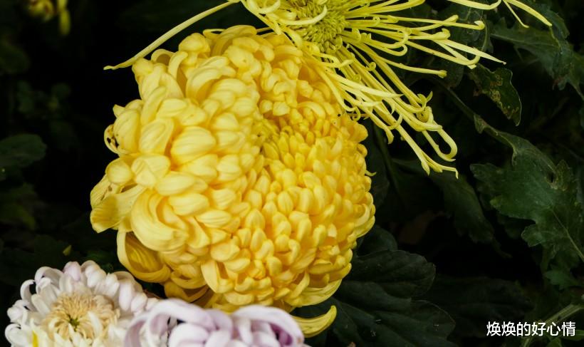 生肖@七月初期，秋雨如桃花，月老送姻缘，牵手良人余生幸福的四大生肖