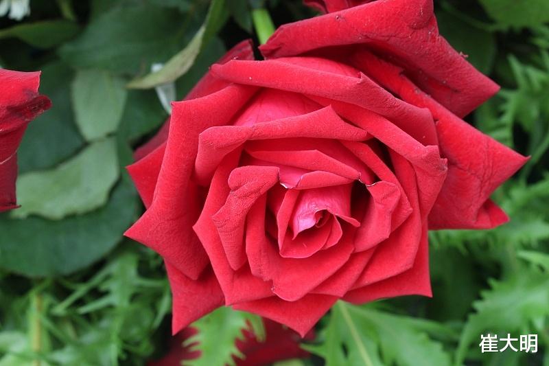 生肖|8月开始事业旗开得胜，运势红火，横财临门，和幸福作伴4生肖