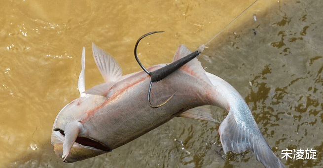 四川省|四川泸州男子锚8斤鲤鱼被判刑两个月,钓鱼人:锚鱼危害重大