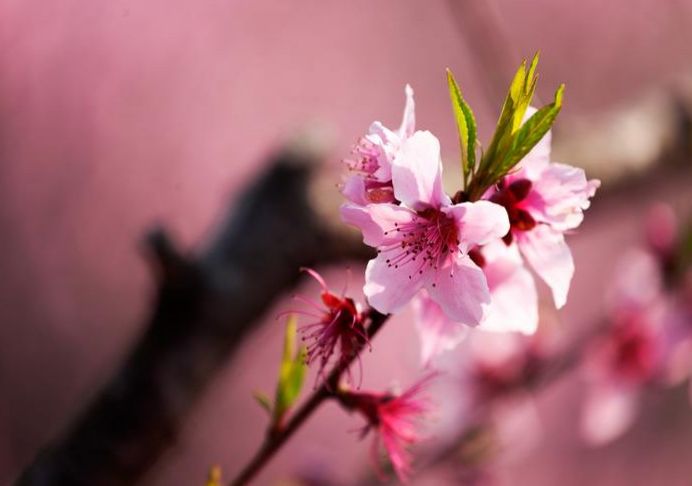 「生肖」让男人爱的死去活来的三生肖女，素颜也好看，不化妆就能出门