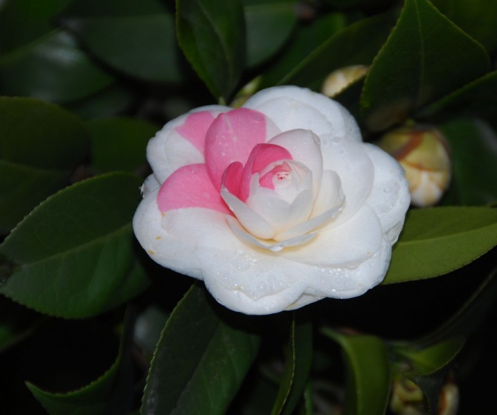 『生肖』下个月期间，良缘加持，邂逅命定良人，天作之合好姻缘的四大生肖