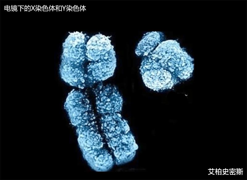 #染色体#Y染色体只存在于男性，那么Y染色体是祖祖辈辈遗传下来的吗？