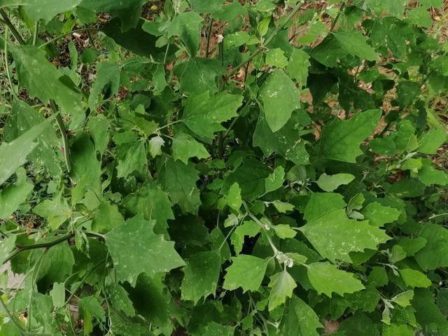 鸡蛋|人没老,腿先老!路边的“天然钙库”,补钙比鸡蛋强太多,还免费