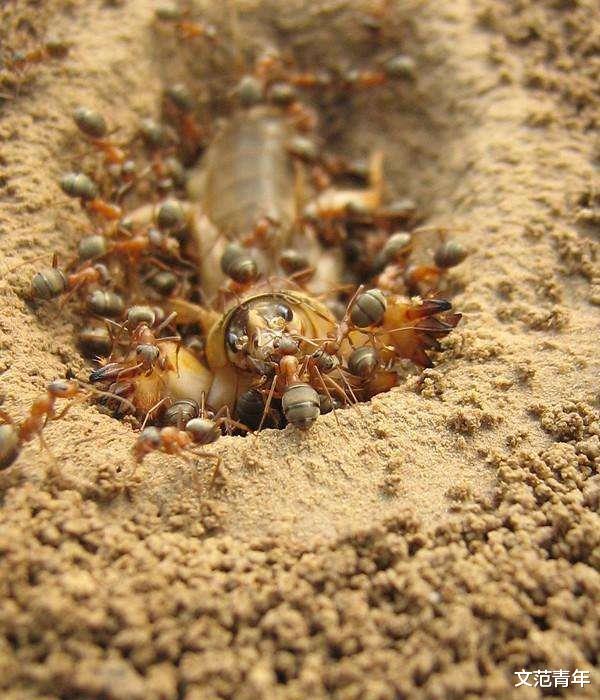 |蚂蚁王国中那些我们所不知道的事情（蚁后死后会发生什么？）
