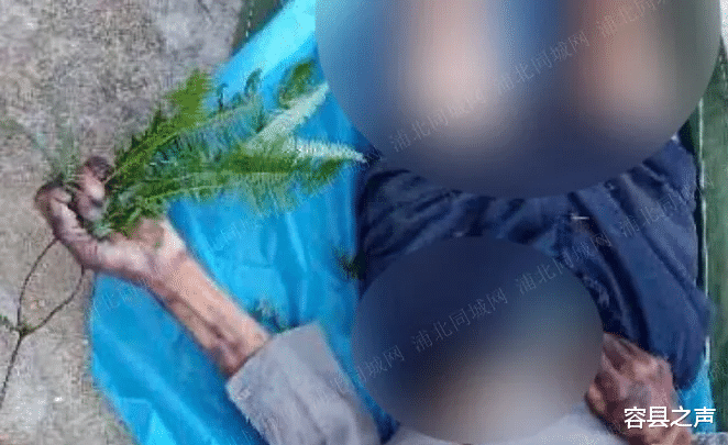 容县之声|广西一男子被\＂杀人蜂\＂蛰致身亡