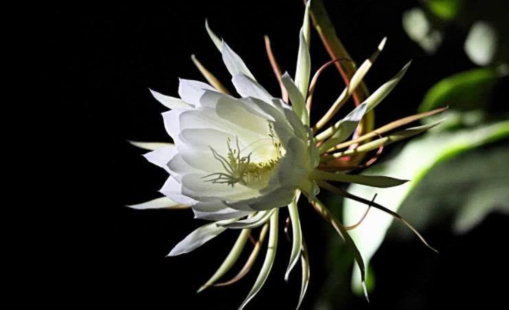 生肖|8月中旬横财发，工作得心应手，月月往上爬的四生肖