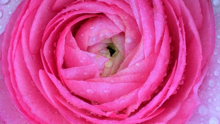 运势|9月真爱降临，愿得一人心，等到了挚爱的四大生肖！