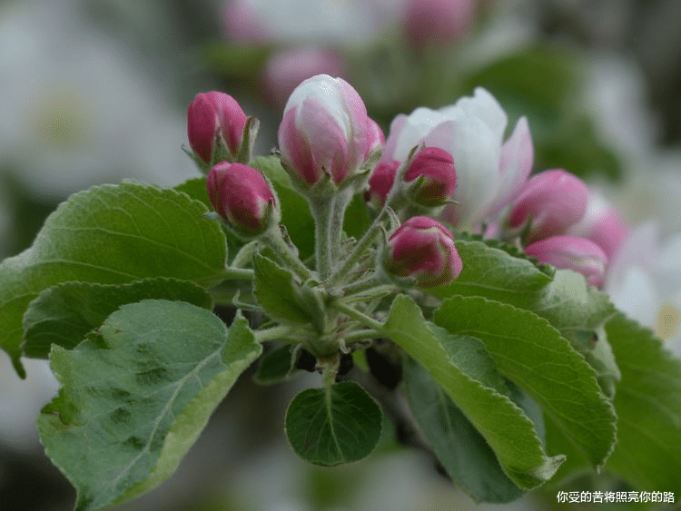 运势|8月到，运势极佳的4生肖，喜事多，好运相伴，富贵有余！
