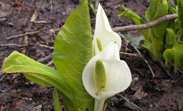 吉星|10月好运上上签，出门逢贵，八方来财，顺遂如意的4大生肖