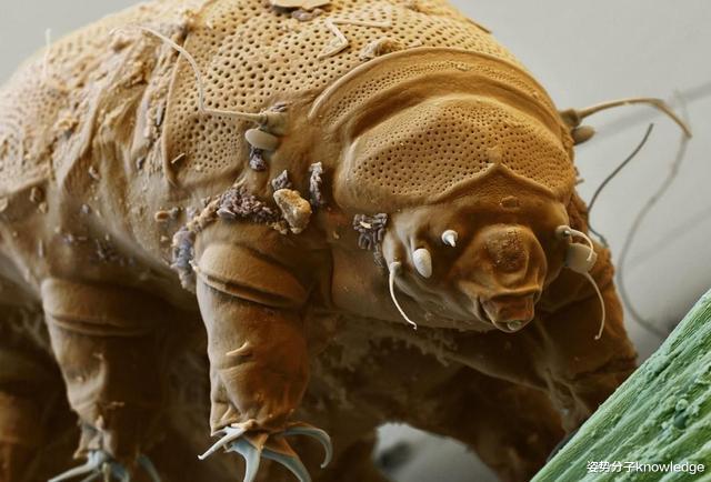 水熊|水熊虫的弱点在哪里?看似杀不死的水熊虫,其实也很脆弱