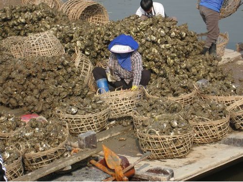 「小龙虾」在国外是灾害，国内却是高档美味，12元一斤，味道不输小龙虾