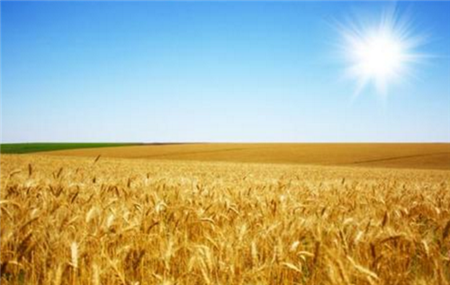 温故淮史 专家王福重再出荒谬言论：呼吁农民不要用收割机割麦，会污染环境