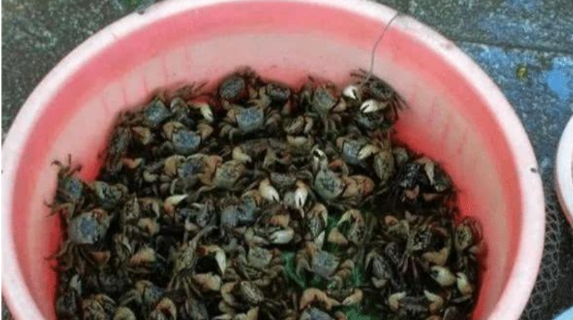 #螃蟹#10斤吃不到1两肉,北方人基本不吃,南方人却称其为“天下奇鲜”