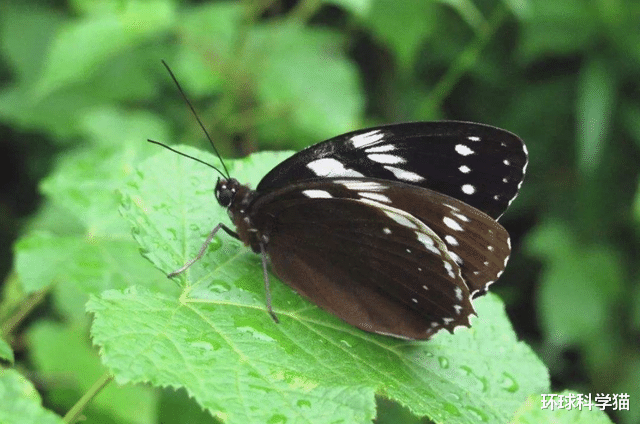 彗星|物种灭绝加速并且已经“发飙”?世界末日真的会来到吗?