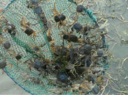 |跌破80万吨，上百万斤死掉后，提前上市价格暴涨，吃货：没口福