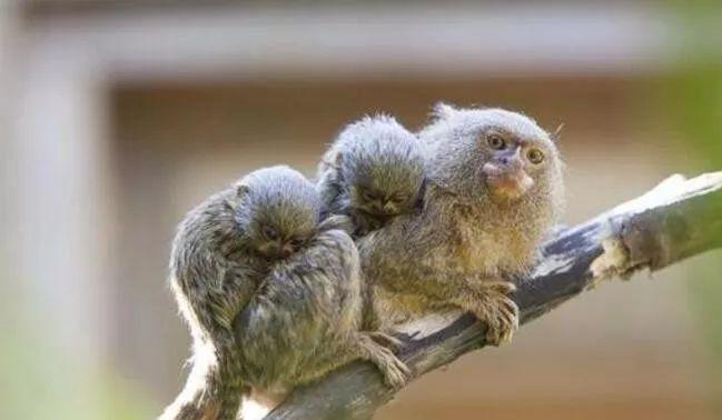 ：体型如人类手掌大的猴子，是最小灵长类，最大食物链天敌是鸟类！