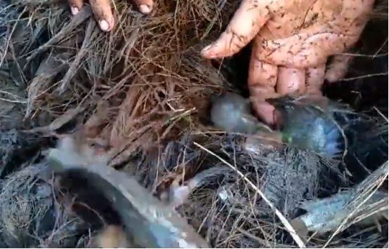 『』这动物躲过了天敌，却没逃过人类的魔爪，或许这就是命运吧！