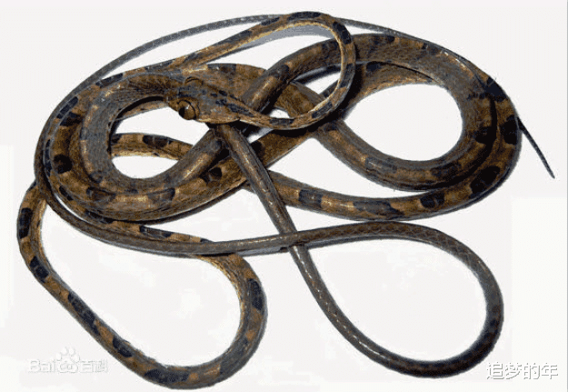卡拉@世上最独特的十大怪蛇，样貌极为罕见，第五种如同披了鳞甲