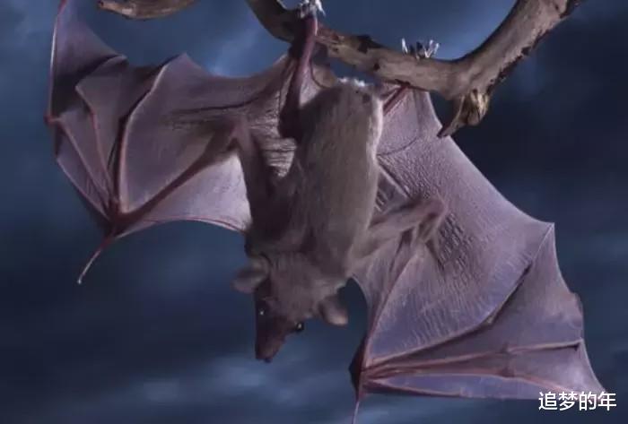 @六种仍没有确认的未知生物, 第四种在中国百年前就已被目击