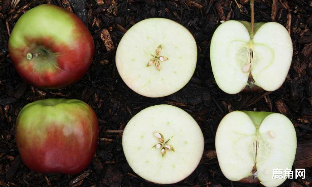 苹果|“一天一苹果，医生远离我”——是事实还是谎言？