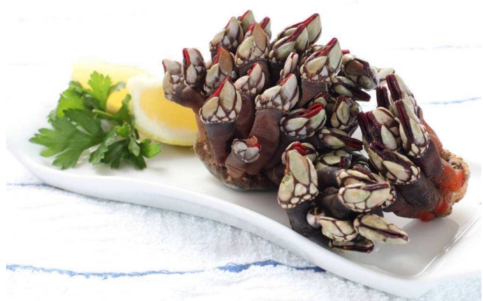 鲸鱼@它是海洋中最强的寄生物，也是鲸鱼的噩梦，连蜕皮都不能摆脱它