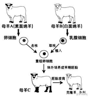 [基因]为什么现在很少提“克隆”了？看下“多莉”的一生，或许你会明白