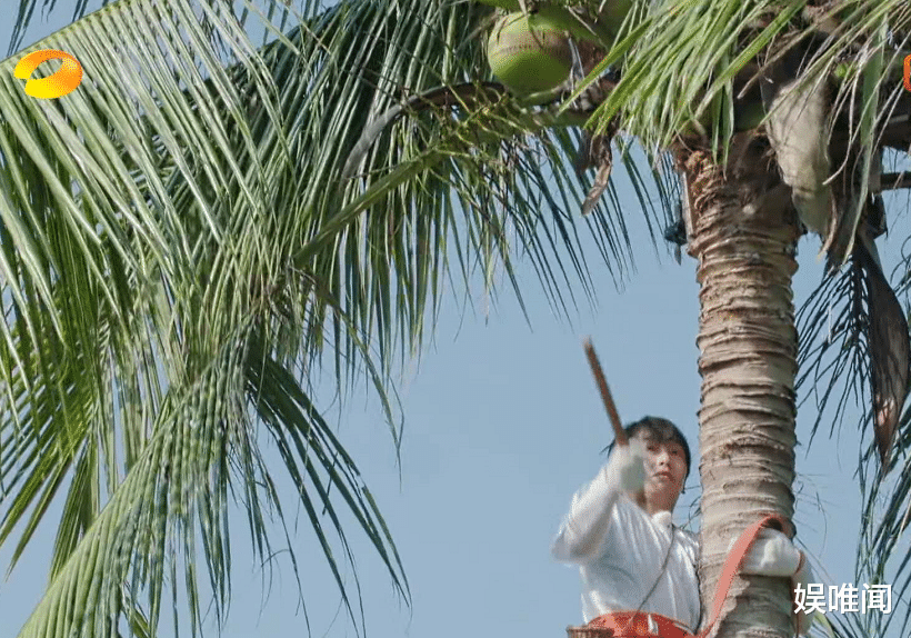 彭昱畅@彭昱畅爬完椰子树后,那把刀取下来没有?《向往的生活》导演回应了