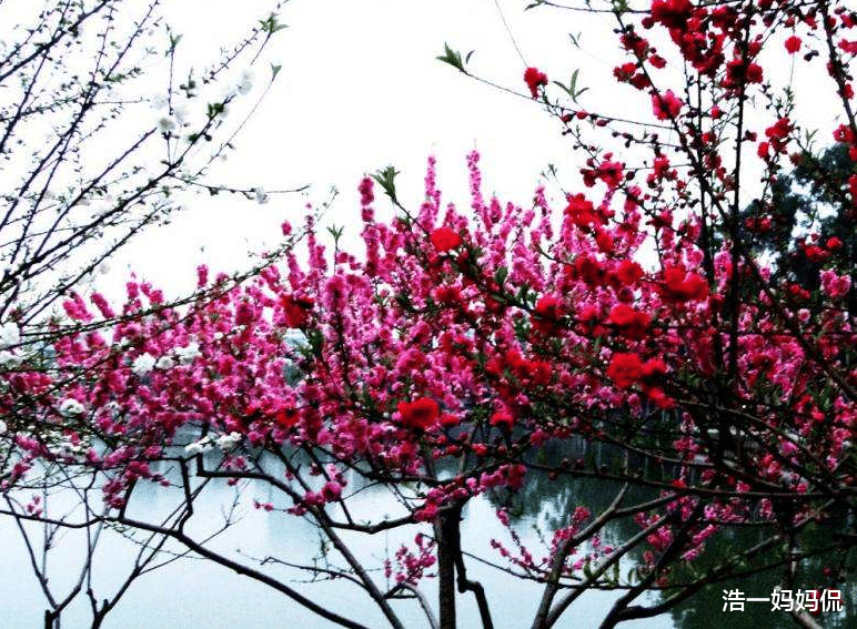 『金牛座』3大生肖，6月下旬，日子喜上眉梢，财厚福旺，不再受苦