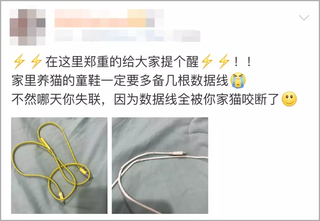 “如果有一天我失联了，一定是我家猫主子的原因”