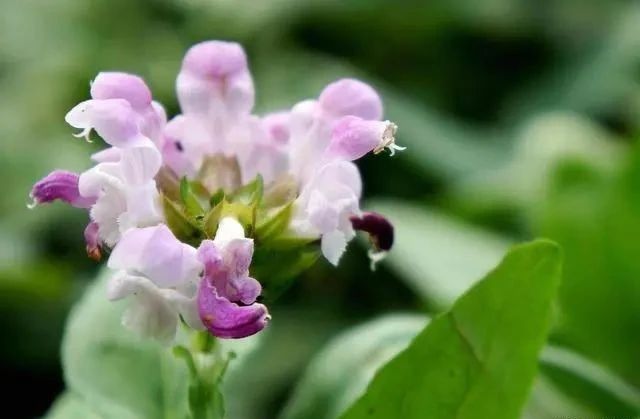 夏枯草@此草人称“纯阳之草”，春生夏亡，入药可清一身肝火，消诸类瘿瘤