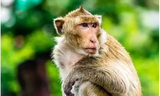 『运势』家有68年猴猴人：明早9点整将有“三喜临门”！