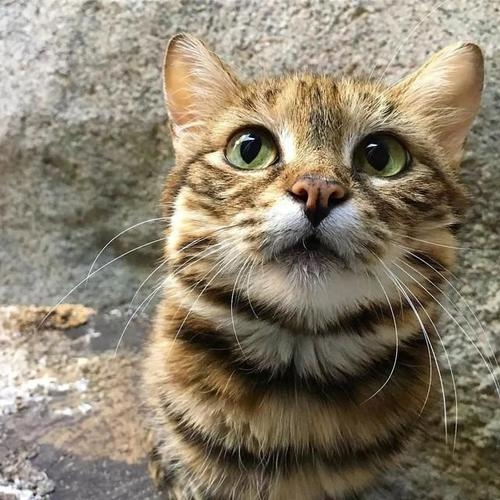 |最大的猫属动物能打得过最小的豹属动物吗？