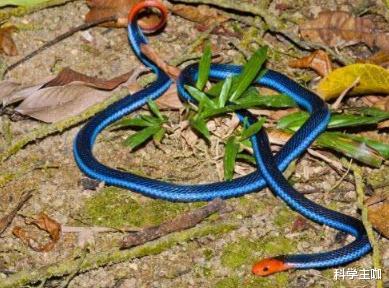 毒蛇|“冰火蛇”是什么来头？为什么它会被认为是地球上毒性最强的蛇？
