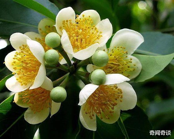 |花朵芳香四溢，却具有强烈毒性，被用于涂抹箭头捕猎