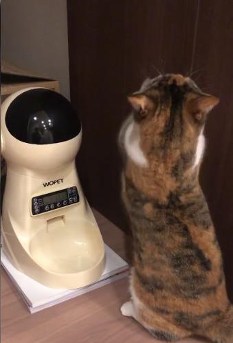 小猫咪双手合十在喂食器前讨吃，好灵活的小短手，实在太疗愈啦！