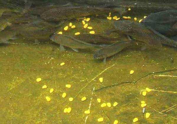 #鲫鱼#夏季鱼情分化是重点，不同情况下有难有易，知道这些不浪费时间！