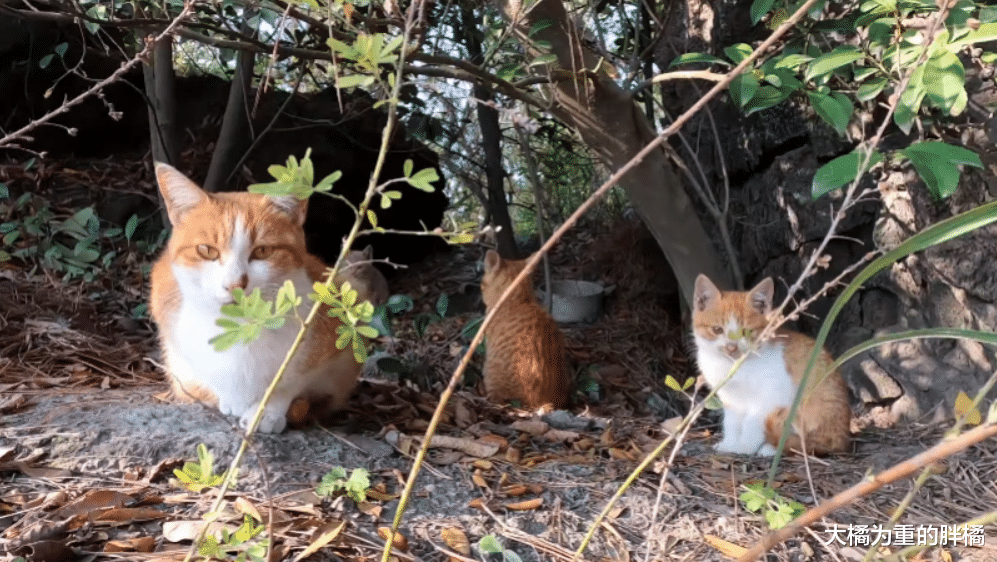 爬山时偶遇一窝流浪猫，大叔本想顺走小麻猫，下山后却被猫妈阻拦