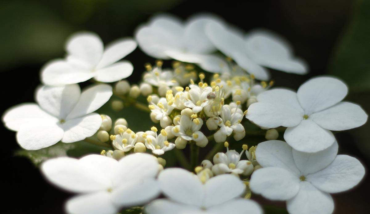 生肖|9月末，兜兜转转，柳暗花明，有望旧爱复合的3星座，爱情甜甜蜜蜜