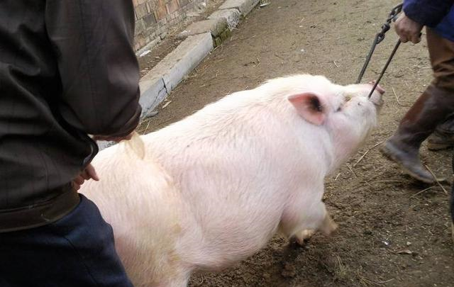 【生猪价格】按照现在猪价走势,没有母猪的养猪人,此后三年会怎样?