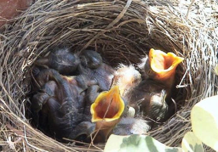 『』鸟窝都没有顶，那遇到大雨怎么办？看完才知鸟类也是建筑师