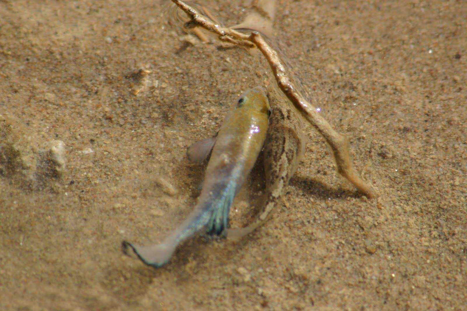 池塘|与世隔绝近6万年，仅存的38条沙漠鱼，为什么不能将它们移出沙漠