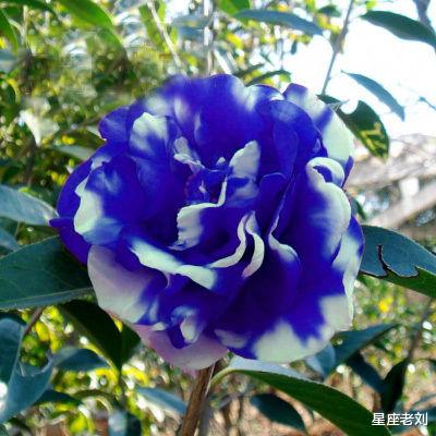 1月17.18.19号，好事不断，下半年，横财不请自来，苦海熬出头！