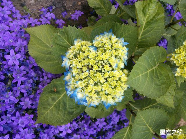 双子座▲在7月份，否极泰来，不甘平庸，脱胎换骨的三大星座