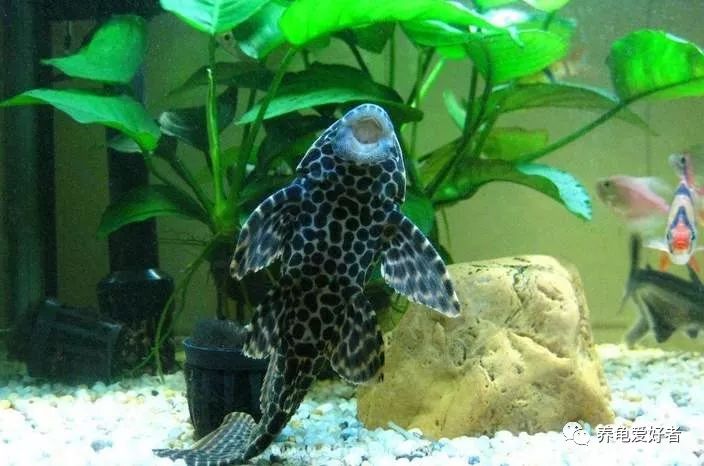 在龟缸里养一只清道夫，是好还是不好呢？