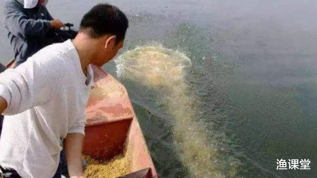 @不打窝有鱼打窝反而无鱼上钩咋回事？3句话总结到位，很多人不知