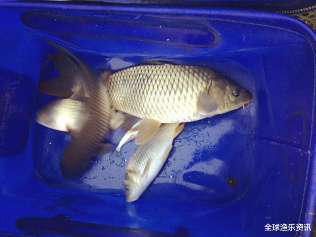 玉米：成本只需几块钱，却秒杀任何通杀窝料，谁用谁体会爆护的感觉！