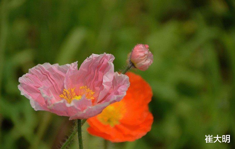 #生肖#7月初，桃花绽放，真爱来袭的4大生肖，姻缘幸福美满，幸福一生