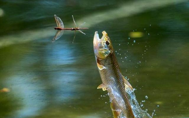 「」为何钓鱼人看到水后，就不自觉走到水边？