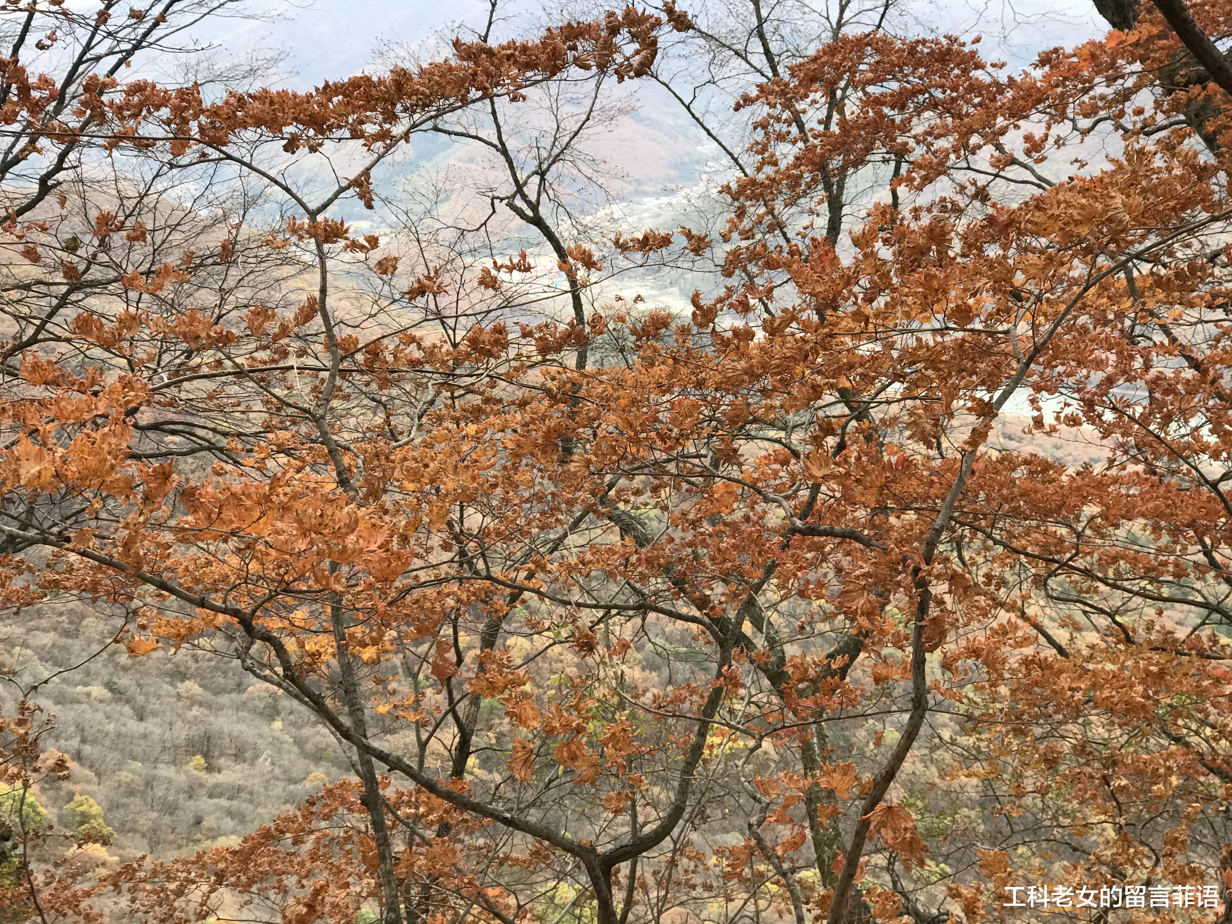 |遗憾啊，就晚了两天，错过人间最美的枫叶