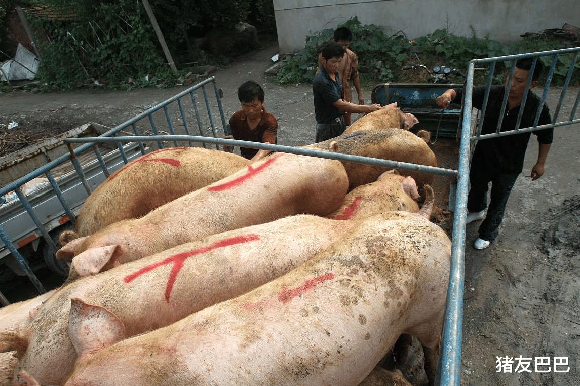 1月15日，多地豬價走跌，3萬噸凍肉入市，豬價要跌回“白菜價”？-圖3